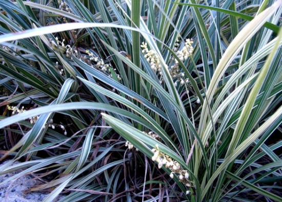 丽蚌草的养殖办法：爱凉爽湿润气候，喜阳也耐阴，忌酷暑