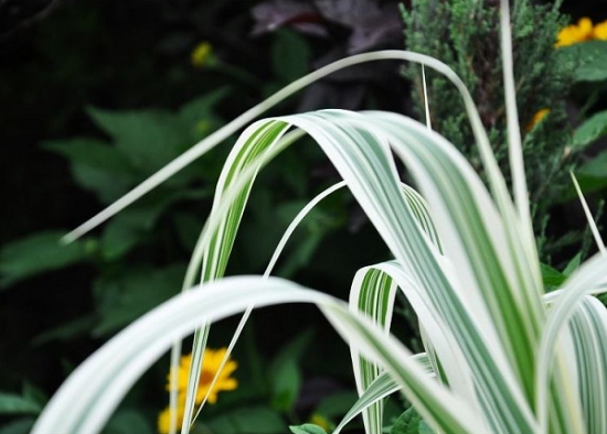 丽蚌草的养殖办法及留意事项