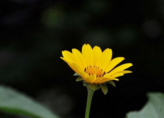 丽蚌草的养殖办法及留意事项