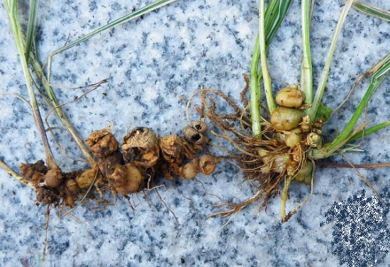 丽蚌草的养殖办法及留意事项