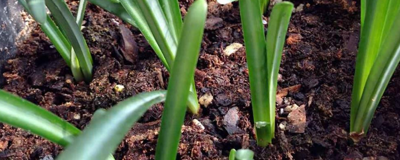 吉祥草养殖办法和留意事项