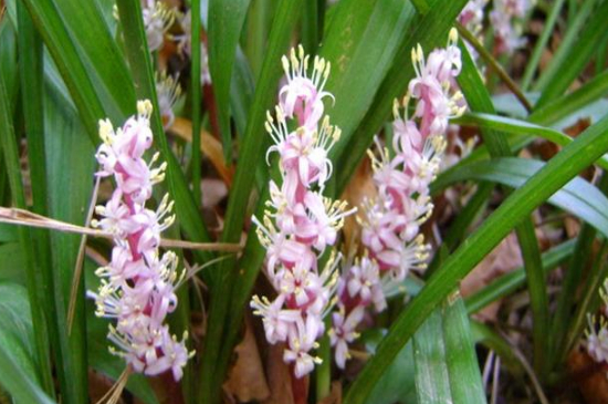 吉祥草养殖办法和留意事项