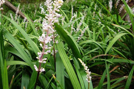 吉祥草养殖办法和留意事项