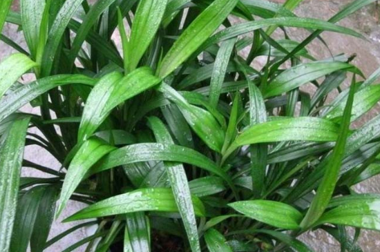 吉祥草养殖办法和留意事项