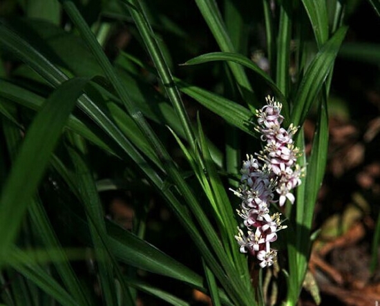 吉祥草的养殖办法和留意事项：空气干燥须常喷水