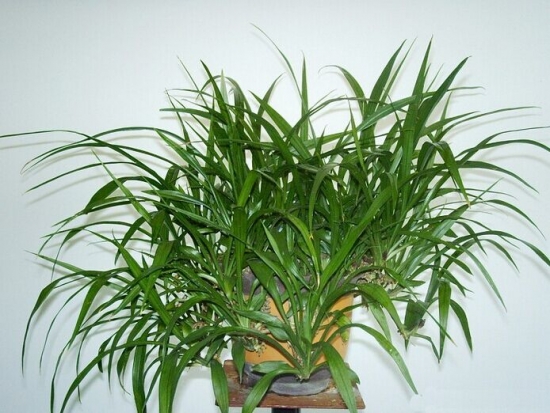 吉祥草的养殖办法和留意事项：空气干燥须常喷水