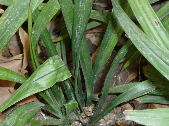 吉祥草 吉祥草栽培有哪些要点