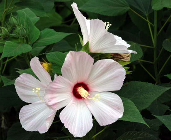 草芙蓉的养殖办法：留意叶子不能沾到水或土壤