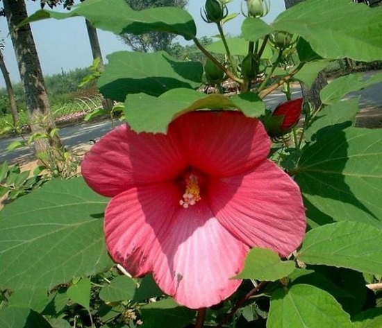 如何栽植草芙蓉