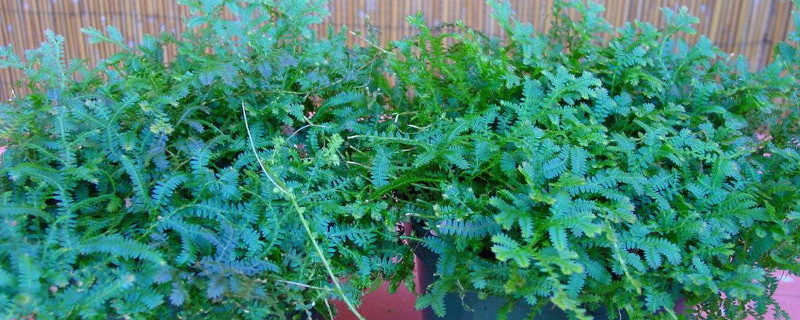 翠云草的养殖办法和留意事项