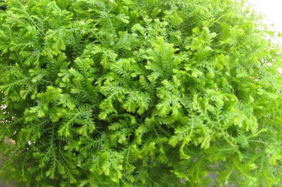 翠云草的养殖办法和留意事项