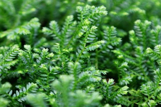 翠云草的养殖办法和留意事项