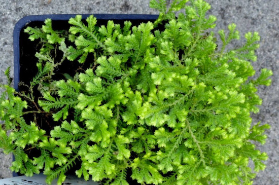 翠云草的养殖办法和留意事项