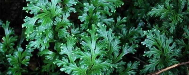 翠云草叶子发黄如何办