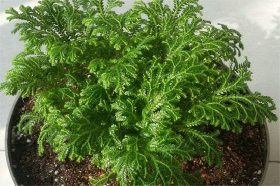 翠云草叶子发黄如何办