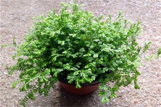 翠云草叶子发黄如何办