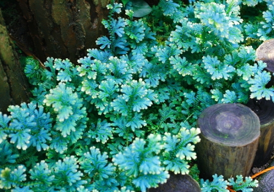 翠云草的养护办法：生长期保持较高的空气湿度,冬季温度不可低于5℃