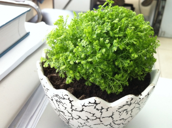 翠云草的养护办法：生长期保持较高的空气湿度,冬季温度不可低于5℃