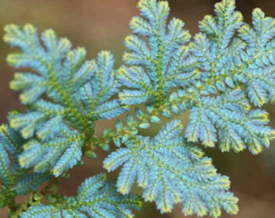翠云草的养殖办法：每日固定浇水保持叶面湿度