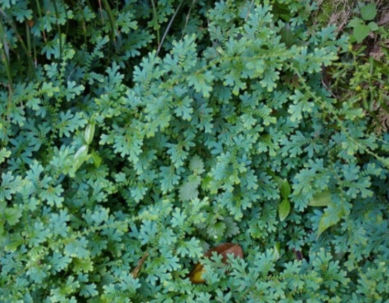 翠云草的养殖办法：每日固定浇水保持叶面湿度