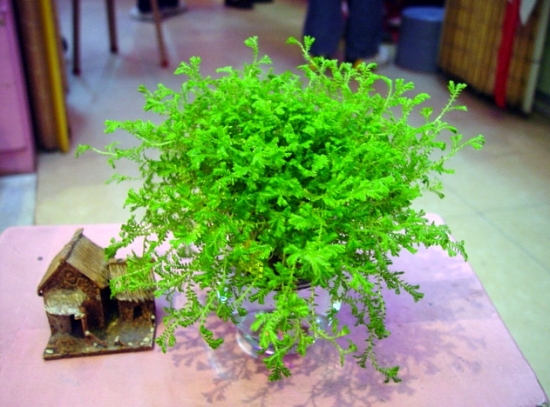 翠云草的养殖办法：每日固定浇水保持叶面湿度