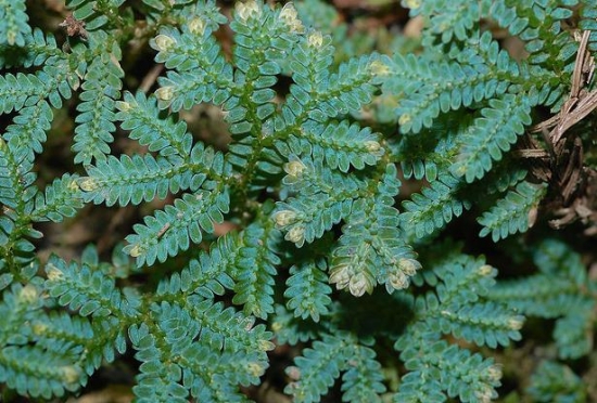 翠云草如何养：遮荫、保暖