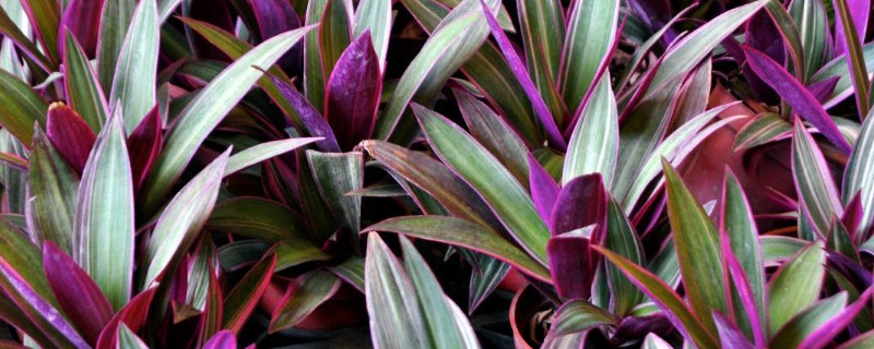 紫鸭跖草如何扦插