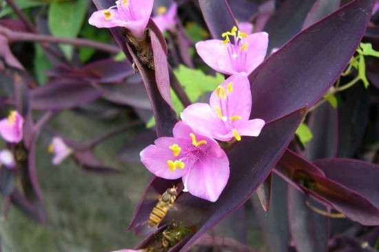 紫鸭跖草如何扦插