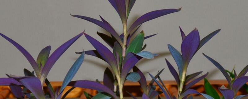 紫竹梅冬季如何修剪