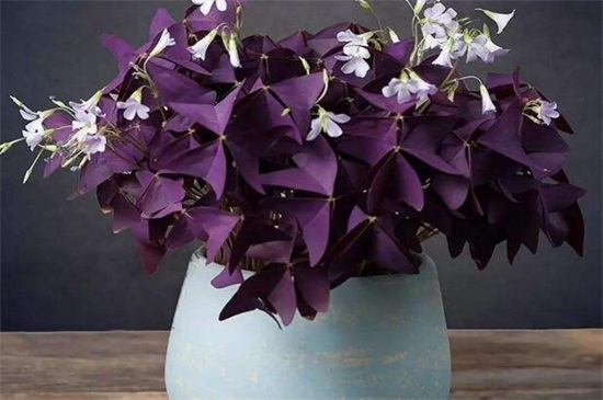 紫竹梅冬季如何修剪