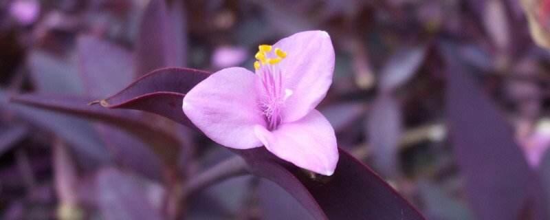 紫鸭跖草花语