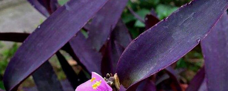紫鸭跖草的扦插办法