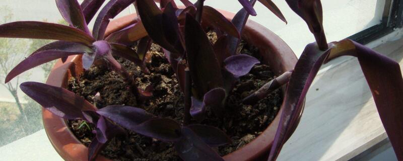 紫鸭跖草的养殖办法和留意事项