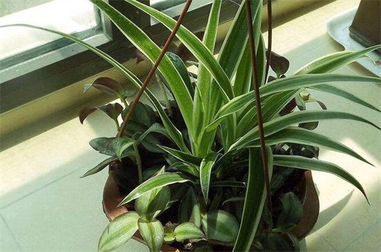 紫鸭跖草的养殖办法和留意事项