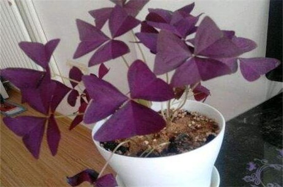 紫鸭跖草的养殖办法和留意事项