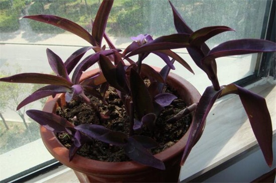 紫鸭跖草的养殖办法