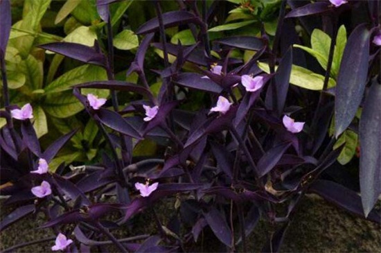 紫鸭跖草有毒吗