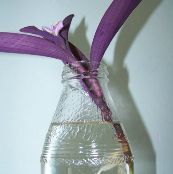 紫鸭跖草可以水培吗：紫鸭跖草是能够水培的，但不耐寒，低于0℃就会被冻死
