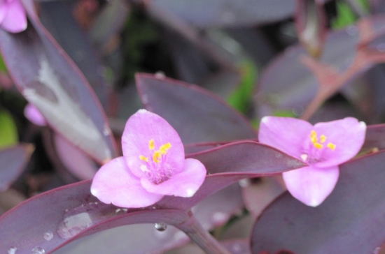 紫竹梅 紫竹梅繁殖技术:紫竹梅的主要繁殖方式为扦插和分株