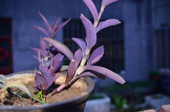 盆栽紫竹梅 紫竹梅繁殖技术:紫竹梅的主要繁殖方式为扦插和分株