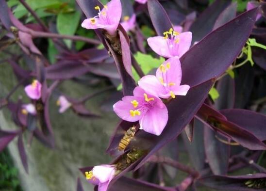 紫鸭跖草的养殖办法:浇水应做到“不干不浇,浇则浇透”