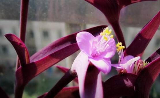 紫鸭跖草的养殖办法:浇水应做到“不干不浇,浇则浇透”