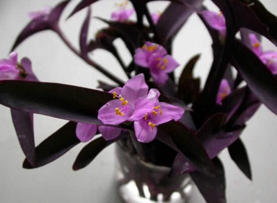 紫鸭跖草的养殖办法:浇水应做到“不干不浇,浇则浇透”