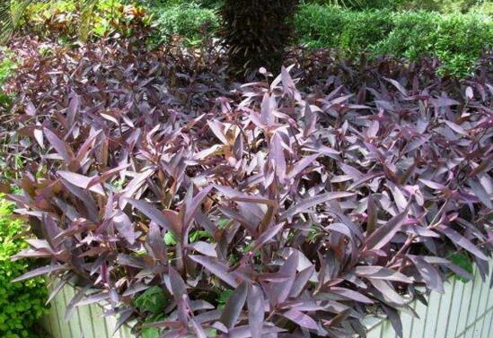 紫鸭跖草的养殖办法:浇水应做到“不干不浇,浇则浇透”