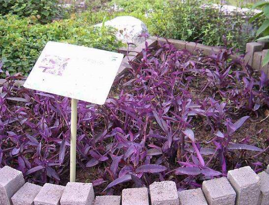 紫鸭跖草的养殖办法：浇水应做到“不干不浇，浇则浇透”