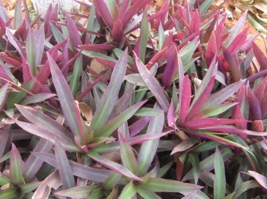 如何科学繁殖紫鸭跖草