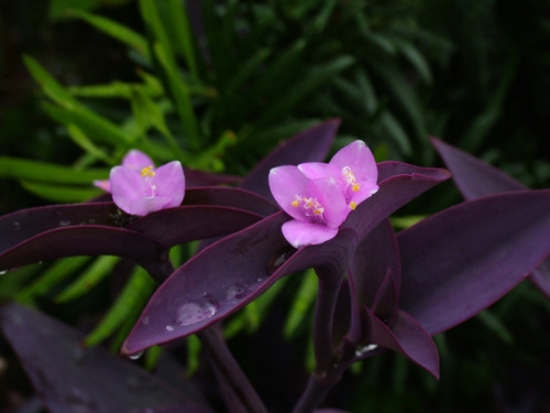 紫鸭跖草有何特性，如何栽培