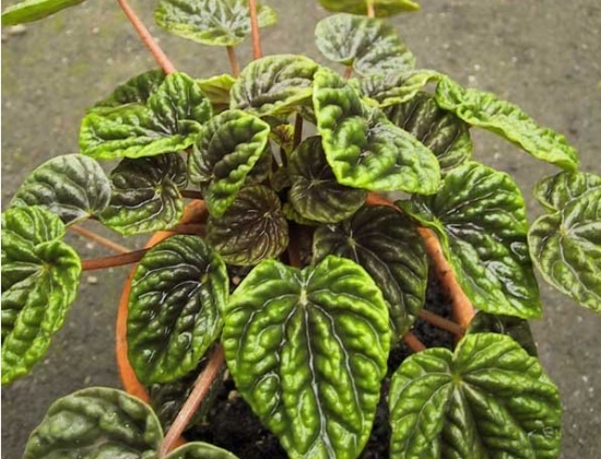 皱叶椒草 皱叶椒草的养殖办法:冬季留意控制水量