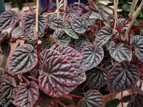 皱叶椒草的养殖办法 皱叶椒草的养殖办法:冬季留意控制水量