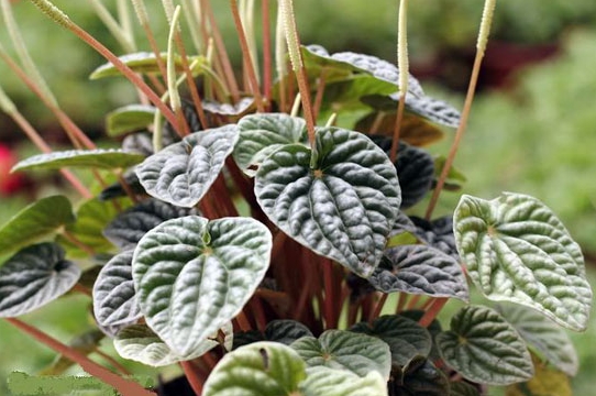 皱叶椒草的养殖办法 皱叶椒草的养殖办法:冬季留意控制水量